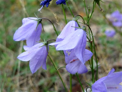 Rundblättrige Glockenblume (Campanula rotundifolia) im Schwetzinger Hardt photo