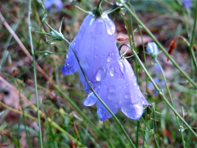 Rundblättrige Glockenblume (Campanula rotundifolia) im Schwetzinger Hardt photo