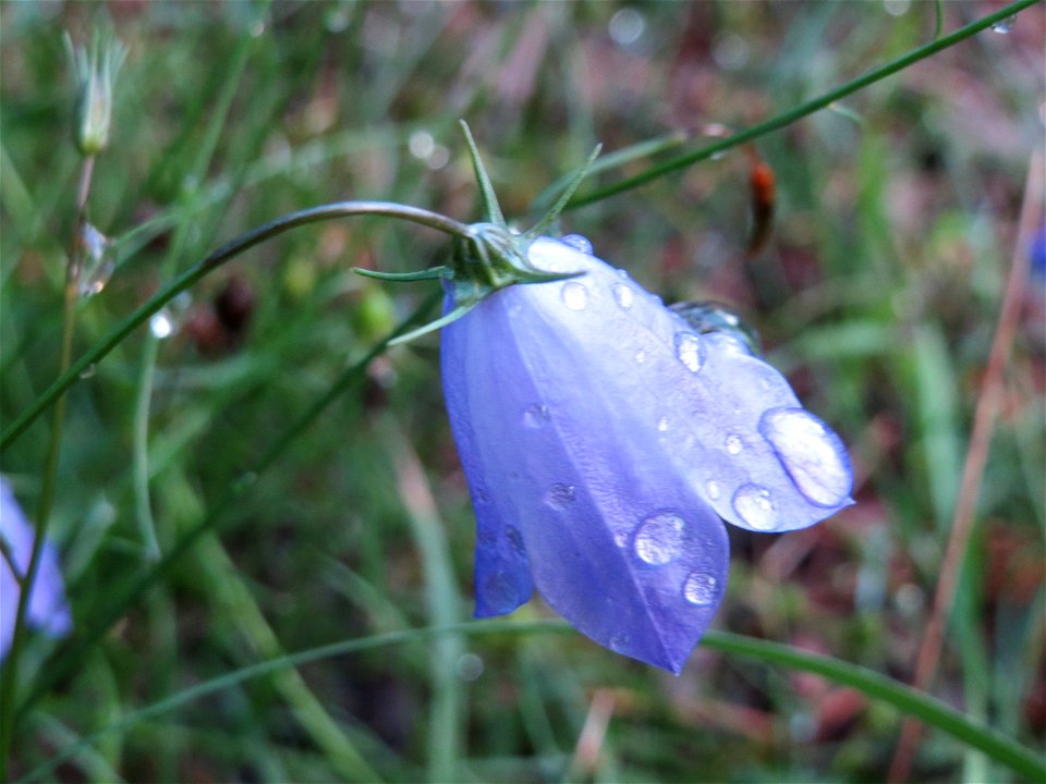 Rundblättrige Glockenblume (Campanula rotundifolia) im Schwetzinger Hardt