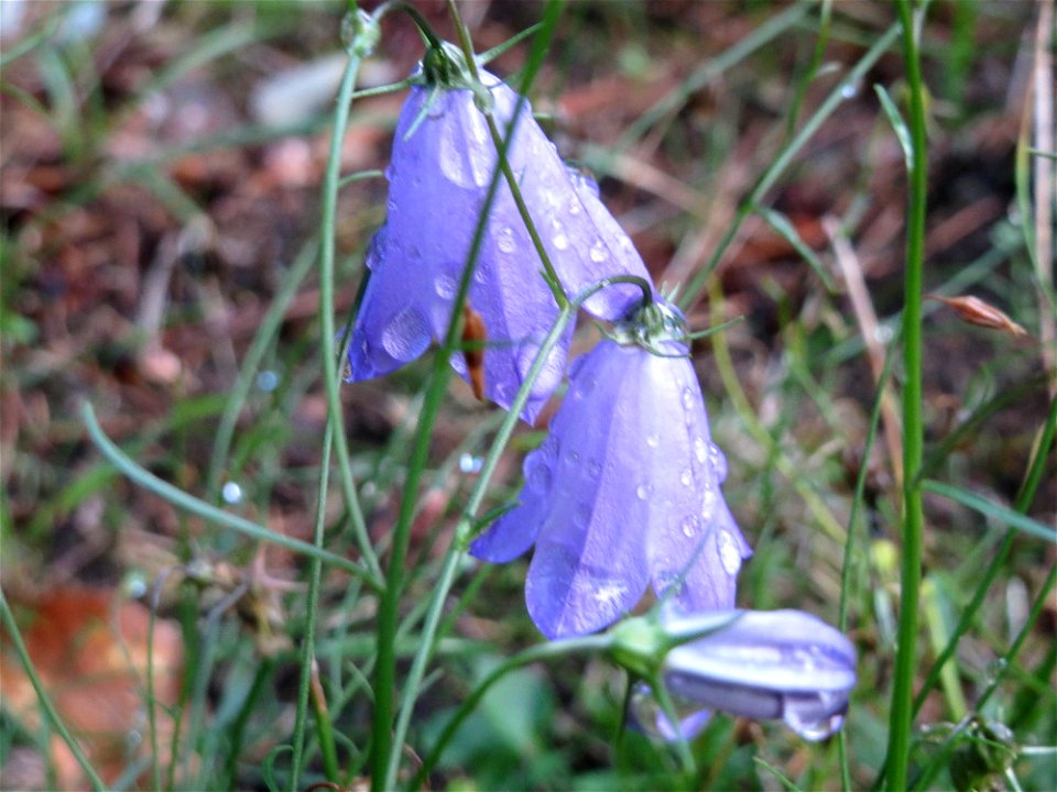 Rundblättrige Glockenblume (Campanula rotundifolia) im Schwetzinger Hardt