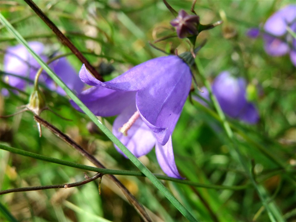 Rundblättrige Glockenblume (Campanula rotundifolia) im Schwetzinger Hardt