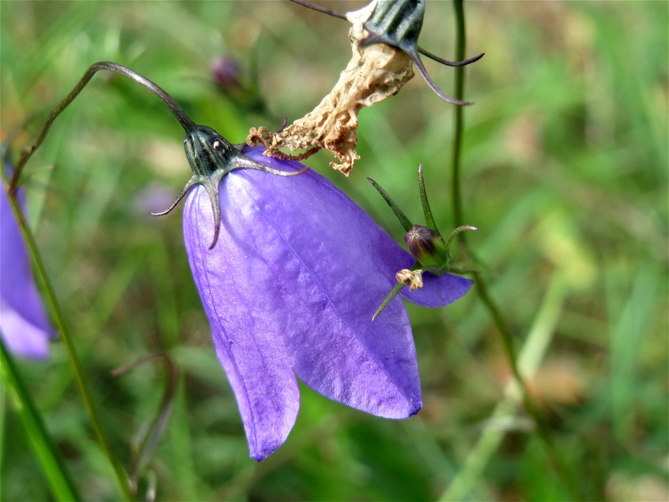 Rundblättrige Glockenblume (Campanula rotundifolia) im Schwetzinger Hardt