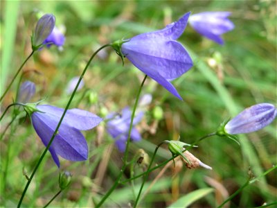 Rundblättrige Glockenblume (Campanula rotundifolia) im Schwetzinger Hardt photo