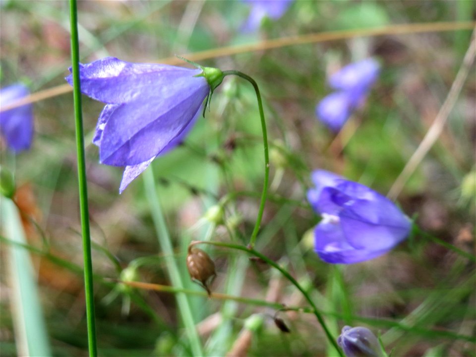 Rundblättrige Glockenblume (Campanula rotundifolia) im Schwetzinger Hardt