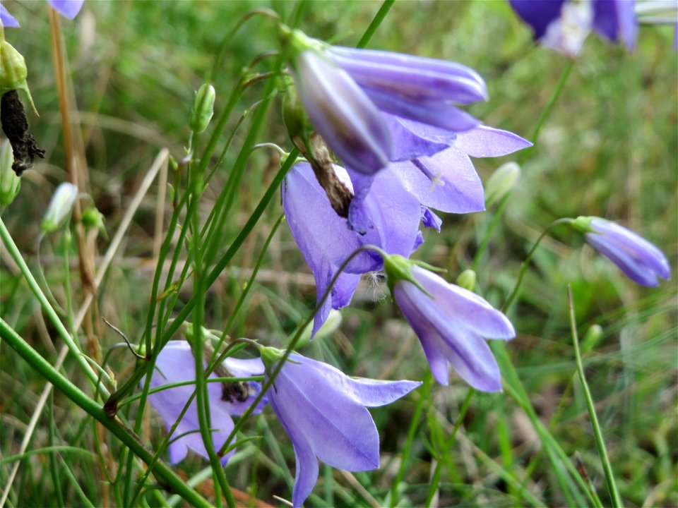 Rundblättrige Glockenblume (Campanula rotundifolia) im Schwetzinger Hardt