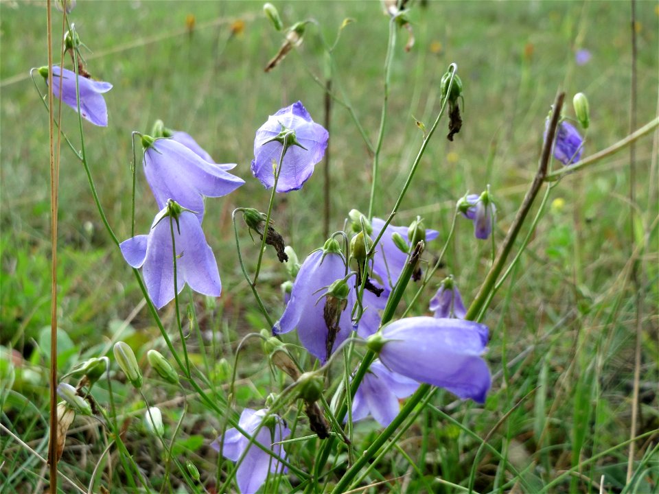 Rundblättrige Glockenblume (Campanula rotundifolia) im Schwetzinger Hardt