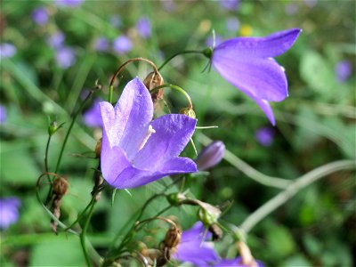 Rundblättrige Glockenblume (Campanula rotundifolia) im Schwetzinger Hardt