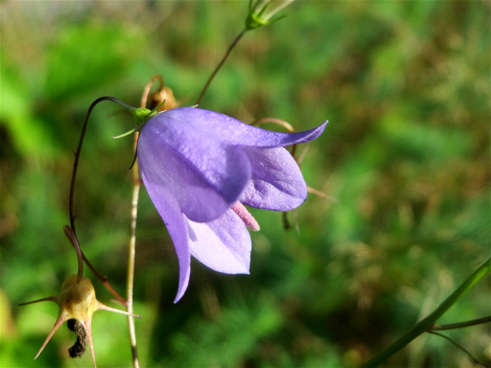 Rundblättrige Glockenblume (Campanula rotundifolia) im Schwetzinger Hardt