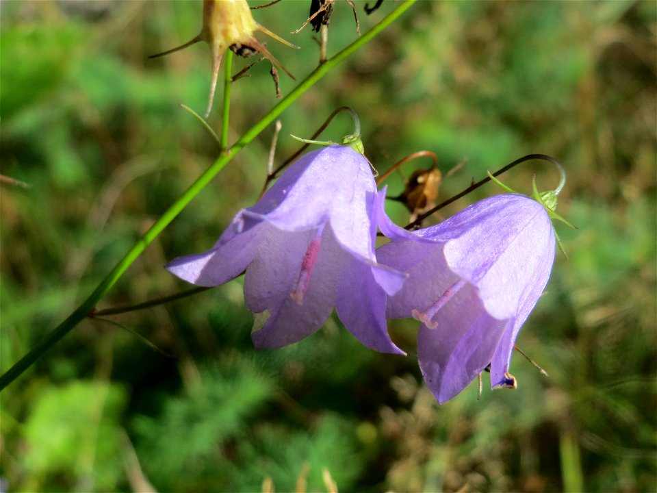 Rundblättrige Glockenblume (Campanula rotundifolia) im Schwetzinger Hardt