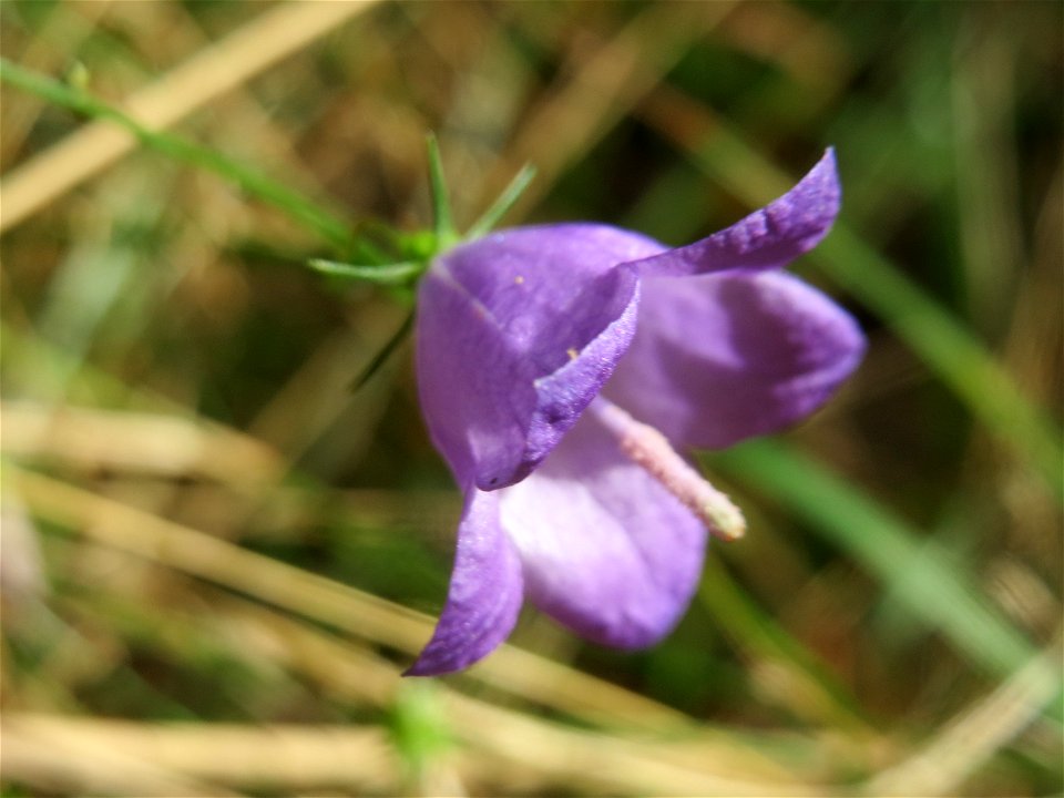 Rundblättrige Glockenblume (Campanula rotundifolia) im Schwetzinger Hardt