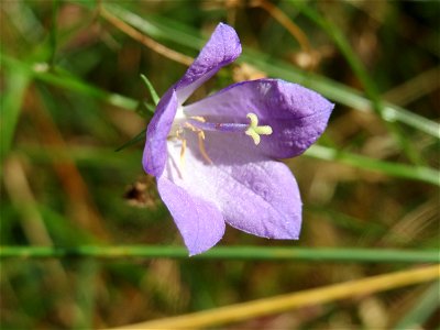 Rundblättrige Glockenblume (Campanula rotundifolia) im Schwetzinger Hardt photo