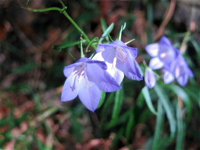 Rundblättrige Glockenblume (Campanula rotundifolia) bei Klingenmünster