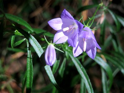 Rundblättrige Glockenblume (Campanula rotundifolia) bei Klingenmünster