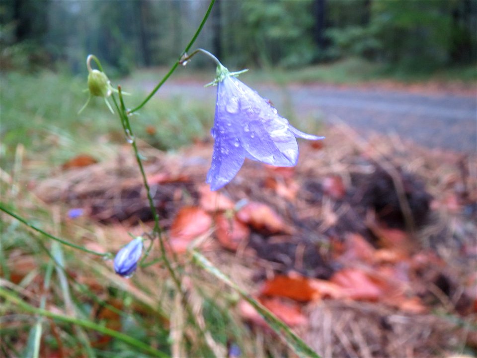 Rundblättrige Glockenblume (Campanula rotundifolia) im Schwetzinger Hardt