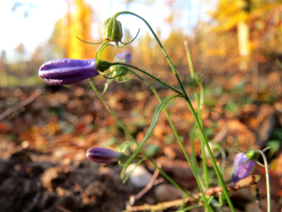 Rundblättrige Glockenblume (Campanula rotundifolia) am St. Ilgener Viehtrieb im Schwetzinger Hardt