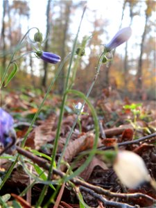 Rundblättrige Glockenblume (Campanula rotundifolia) am St. Ilgener Viehtrieb im Schwetzinger Hardt