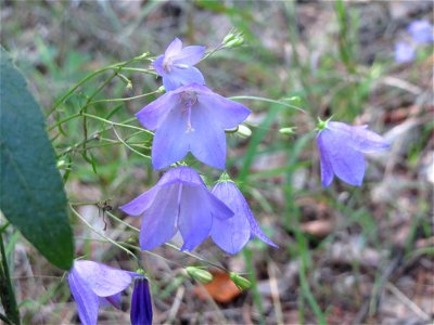 Rundblättrige Glockenblume (Campanula rotundifolia) in der Schwetzinger Hardt - die häufigste Glockenblume im Wald photo