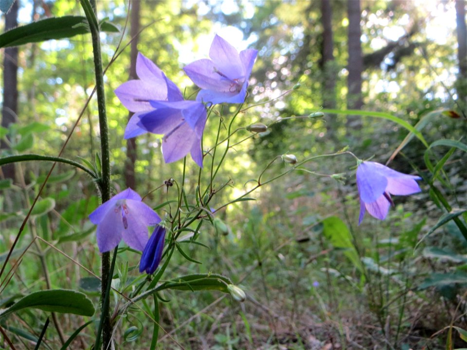 Rundblättrige Glockenblume (Campanula rotundifolia) in der Schwetzinger Hardt - die häufigste Glockenblume im Wald