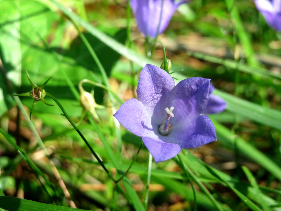 Rundblättrige Glockenblume (Campanula rotundifolia) auf dem Dreieichenbuckel - Teilbereich vom Naturschutzgebiet „Oftersheimer Dünen“