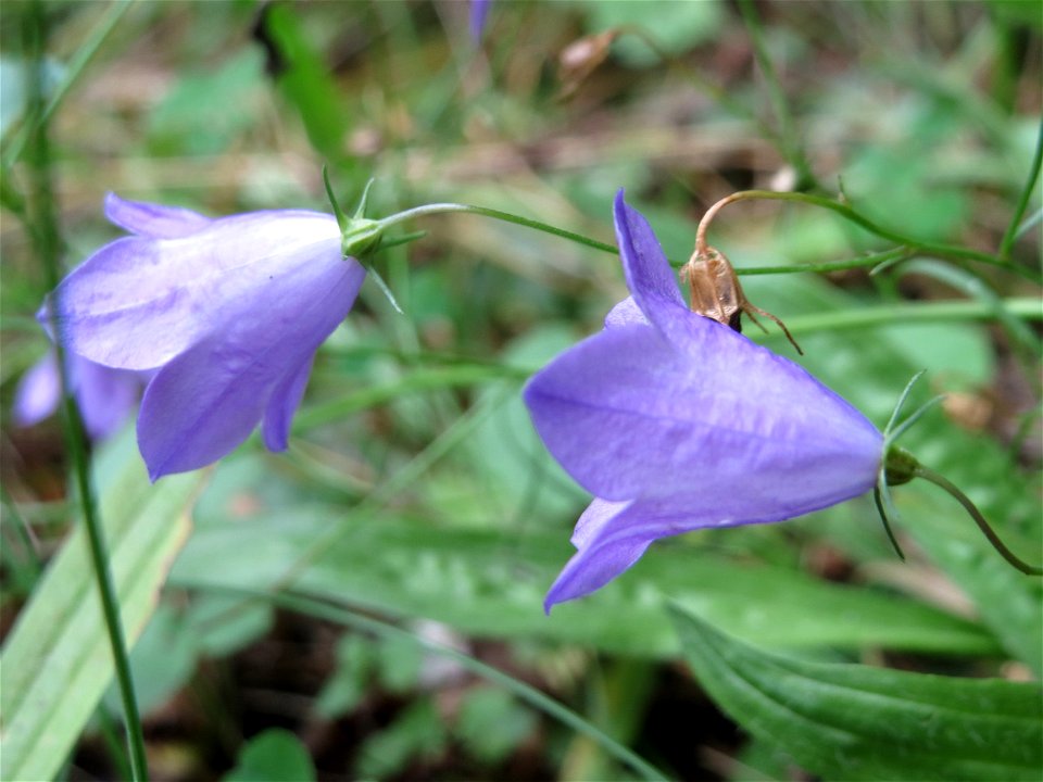 Rundblättrige Glockenblume (Campanula rotundifolia) in der Schwetzinger Hardt - die häufigste Glockenblume im Wald