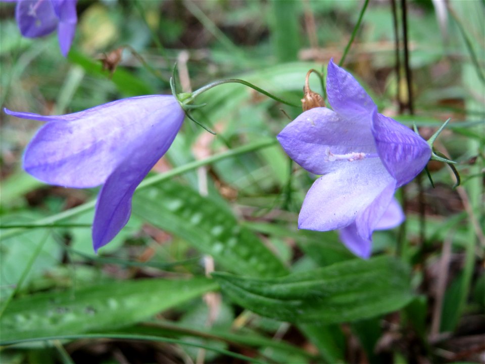 Rundblättrige Glockenblume (Campanula rotundifolia) in der Schwetzinger Hardt - die häufigste Glockenblume im Wald