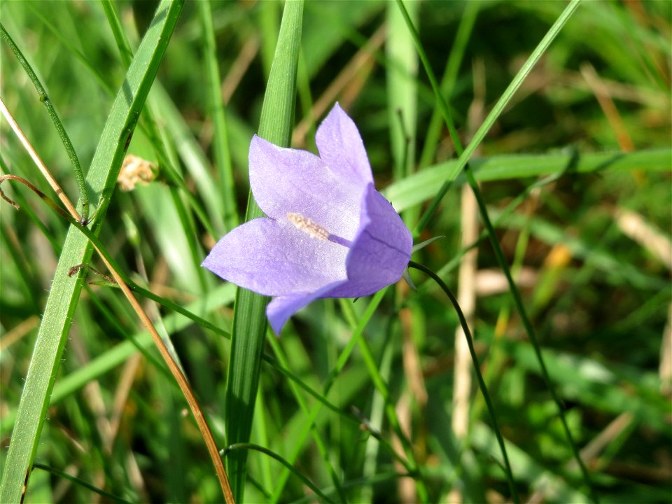 Rundblättrige Glockenblume (Campanula rotundifolia) an einem Randstreifen der Rheinbahn in der Schwetzinger Hardt mit binnendünenartiger Vegetation
