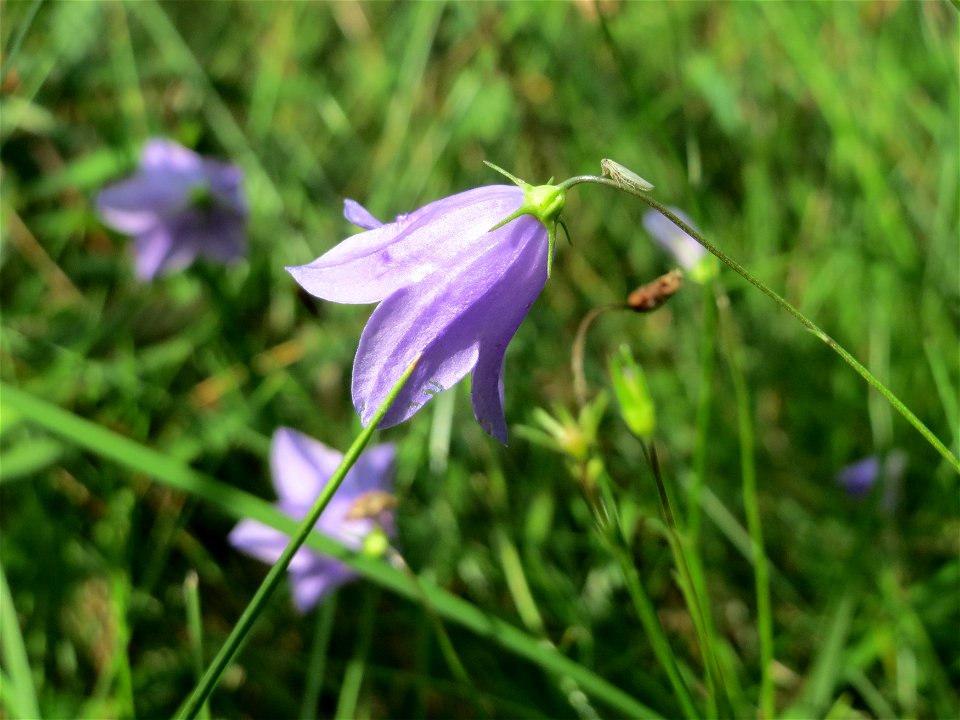 Rundblättrige Glockenblume (Campanula rotundifolia) an einem Randstreifen der Rheinbahn in der Schwetzinger Hardt mit binnendünenartiger Vegetation