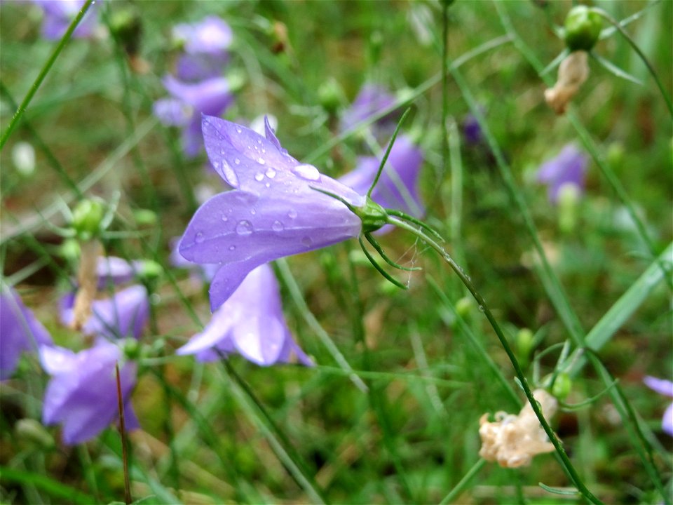 Rundblättrige Glockenblume (Campanula rotundifolia) in der Schwetzinger Hardt