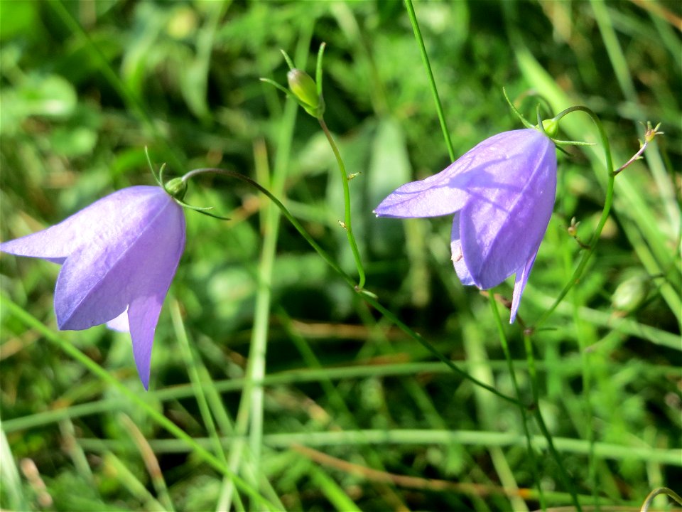 Rundblättrige Glockenblume (Campanula rotundifolia) an einem Randstreifen der Rheinbahn in der Schwetzinger Hardt mit binnendünenartiger Vegetation