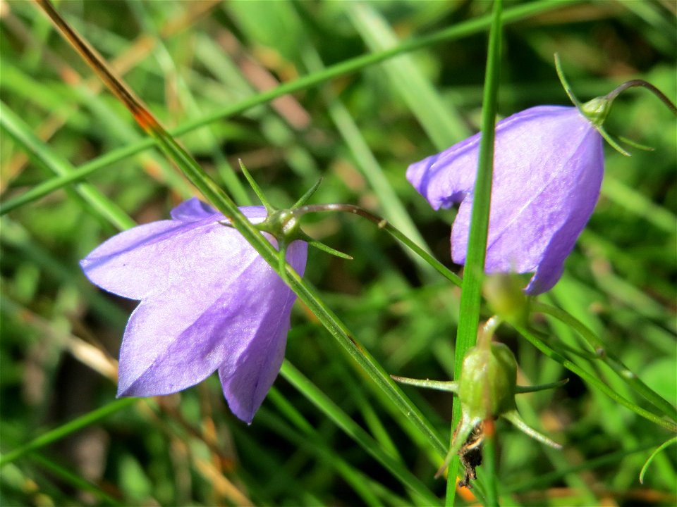 Rundblättrige Glockenblume (Campanula rotundifolia) an einem Randstreifen der Rheinbahn in der Schwetzinger Hardt mit binnendünenartiger Vegetation