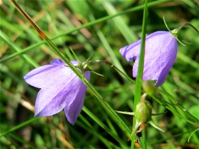 Rundblättrige Glockenblume (Campanula rotundifolia) an einem Randstreifen der Rheinbahn in der Schwetzinger Hardt mit binnendünenartiger Vegetation