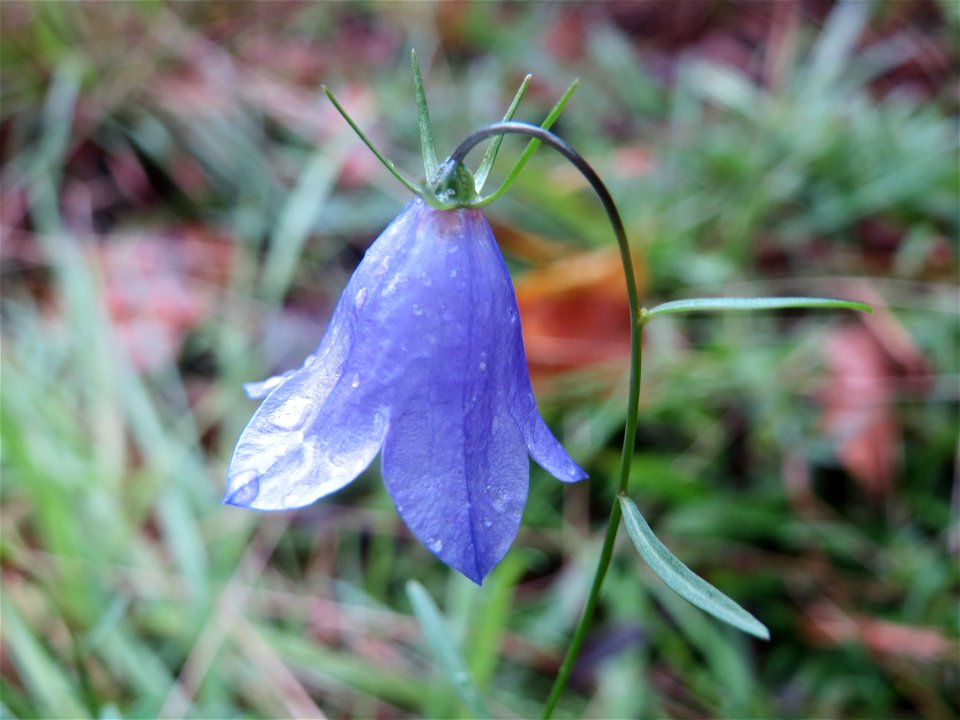 Rundblättrige Glockenblume (Campanula rotundifolia) an einem Randstreifen der Rheinbahn in der Schwetzinger Hardt mit binnendünenartiger Vegetation