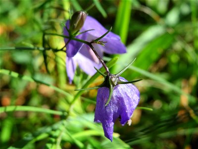 Rundblättrige Glockenblume (Campanula rotundifolia) in der Schwetzinger Hardt photo