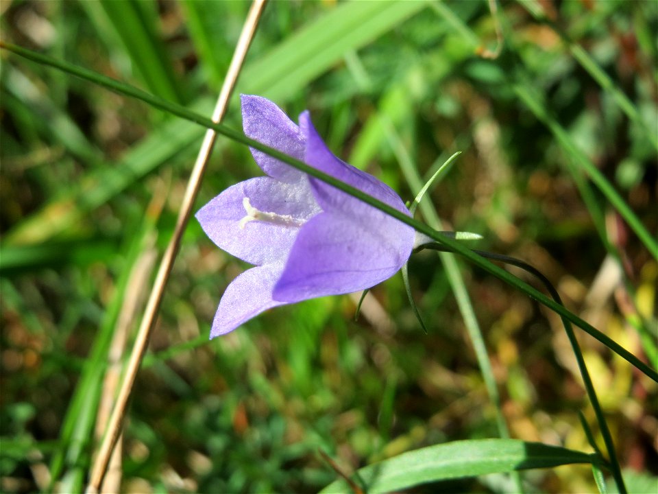 Rundblättrige Glockenblume (Campanula rotundifolia) in der Schwetzinger Hardt