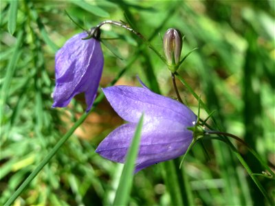 Rundblättrige Glockenblume (Campanula rotundifolia) in der Schwetzinger Hardt photo