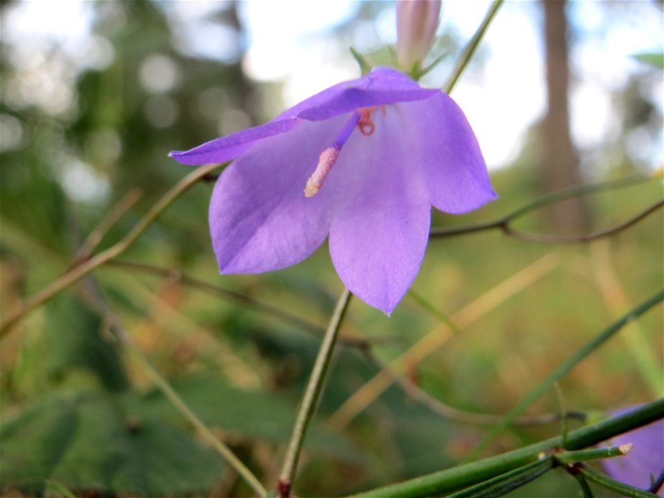 Rundblättrige Glockenblume (Campanula rotundifolia) auf dem Feldherrenhügel, Teilgebiet vom Naturschutzgebiet „Oftersheimer Dünen“