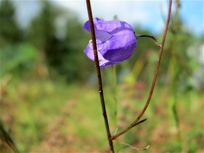 Rundblättrige Glockenblume (Campanula rotundifolia) auf dem Feldherrenhügel, Teilgebiet vom Naturschutzgebiet „Oftersheimer Dünen“