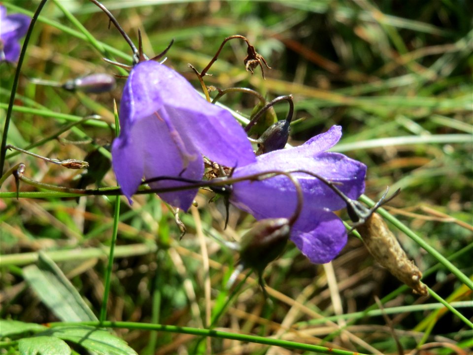 Rundblättrige Glockenblume (Campanula rotundifolia) an einem Randstreifen der Rheinbahn in der Schwetzinger Hardt