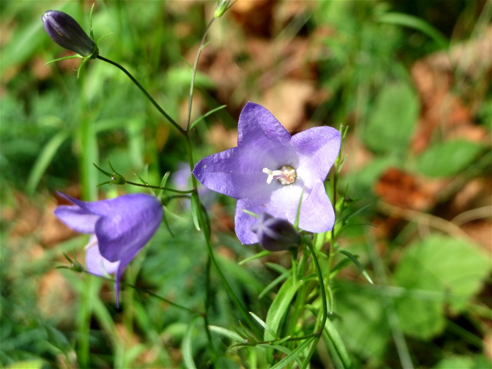 Rundblättrige Glockenblume (Campanula rotundifolia) in der Schwetzinger Hardt - die häufigste Glockenblume im Wald