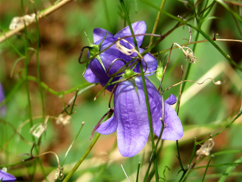 Rundblättrige Glockenblume (Campanula rotundifolia) in der Schwetzinger Hardt - die häufigste Glockenblume im Wald