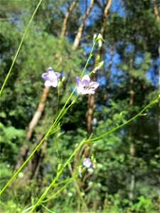 Rundblättrige Glockenblume (Campanula rotundifolia) an der Böschung der A6 in der Schwetzinger Hardt - an diesem Abschnitt bietet der Autobahnrand eine binnendünenartige Situation