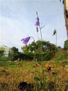 Rundblättrige Glockenblume (Campanula rotundifolia) in Kennfus bei Bad Bertrich photo