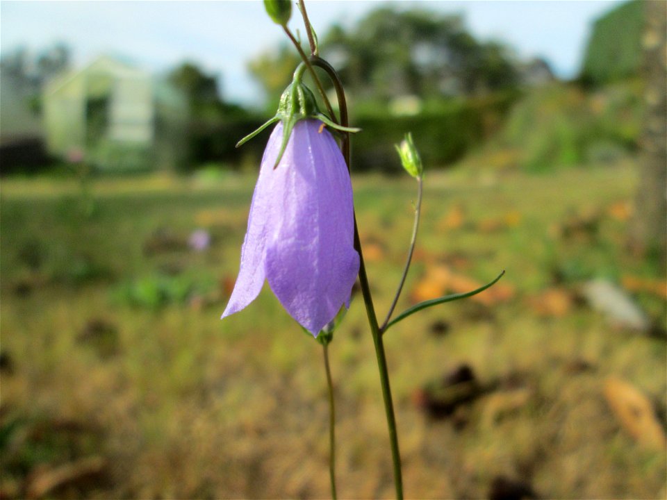 Rundblättrige Glockenblume (Campanula rotundifolia) in Kennfus bei Bad Bertrich