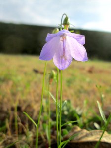 Rundblättrige Glockenblume (Campanula rotundifolia) in Kennfus bei Bad Bertrich