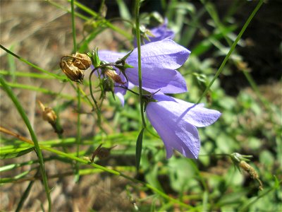 Rundblättrige Glockenblume (Campanula rotundifolia) am Hauptfriedhof Saarbrücken