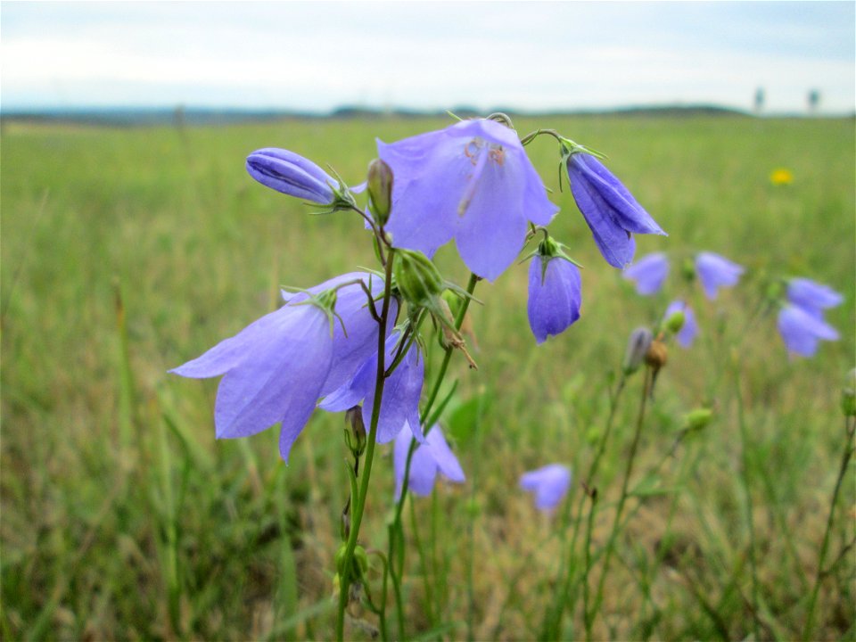 Rundblättrige Glockenblume (Campanula rotundifolia) in Kennfus bei Bad Bertrich