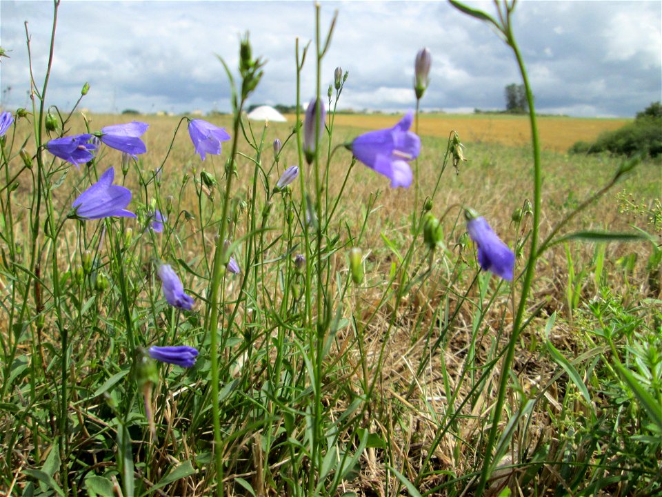 Rundblättrige Glockenblume (Campanula rotundifolia) bei Kennfus photo