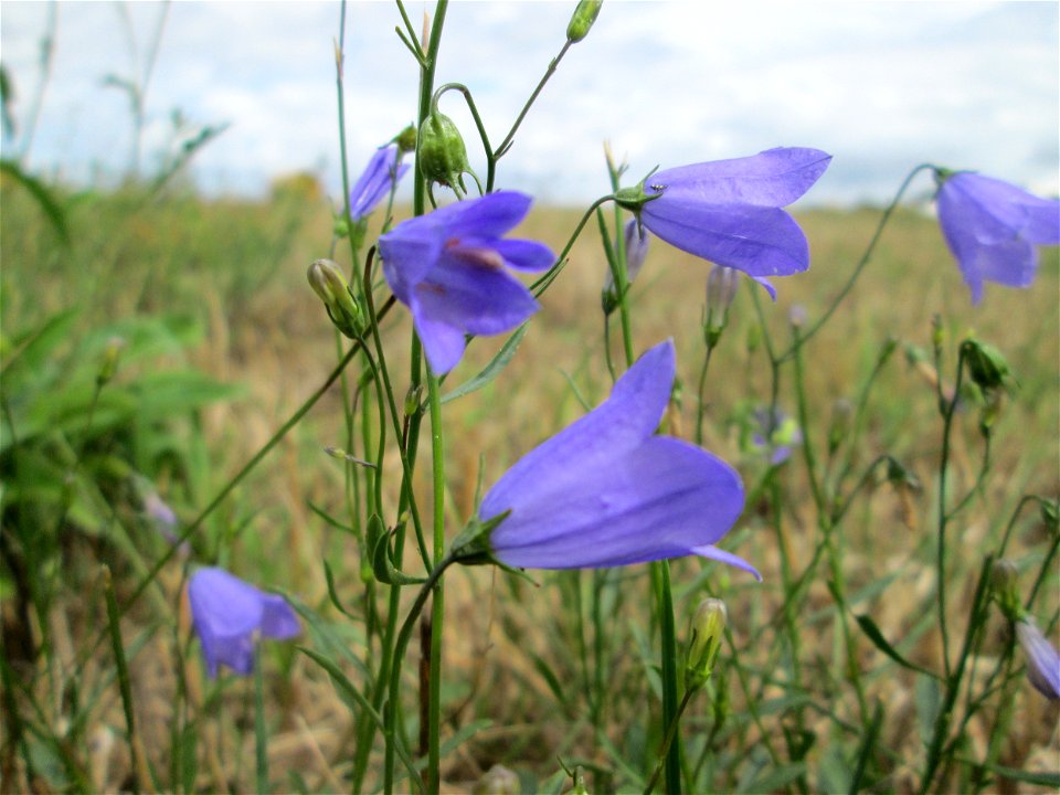 Rundblättrige Glockenblume (Campanula rotundifolia) bei Kennfus
