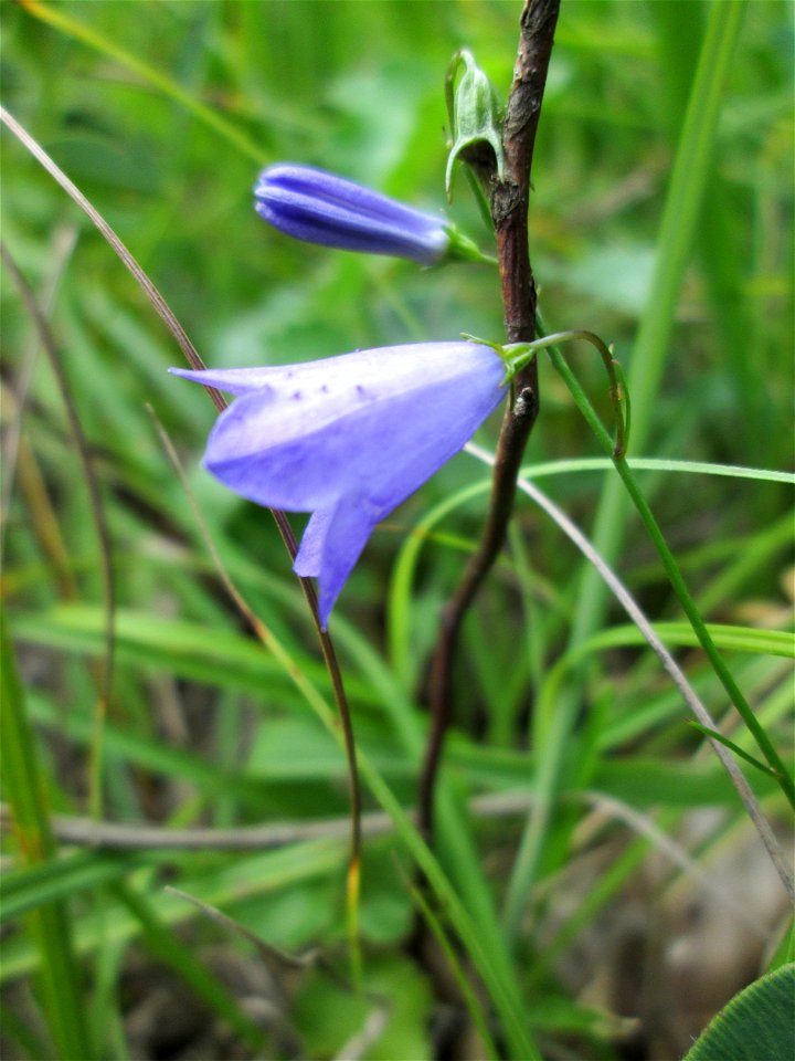 Rundblättrige Glockenblume (Campanula rotundifolia) im Naturschutzgebiet Wusterhang und Beierwies bei Fechingen