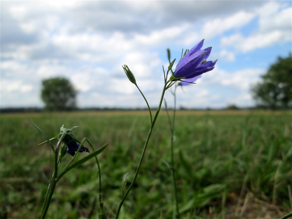 Rundblättrige Glockenblume (Campanula rotundifolia) oberhalb von Fechingen